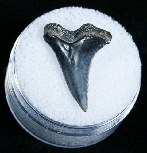 Hemipristis Shark Tooth Fossil - Virginia #4152